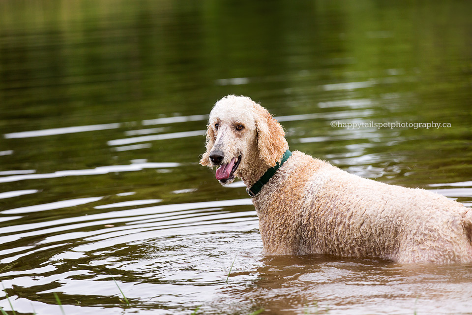 Happy dog smiles during swim at Christie Lake Conservation Area.