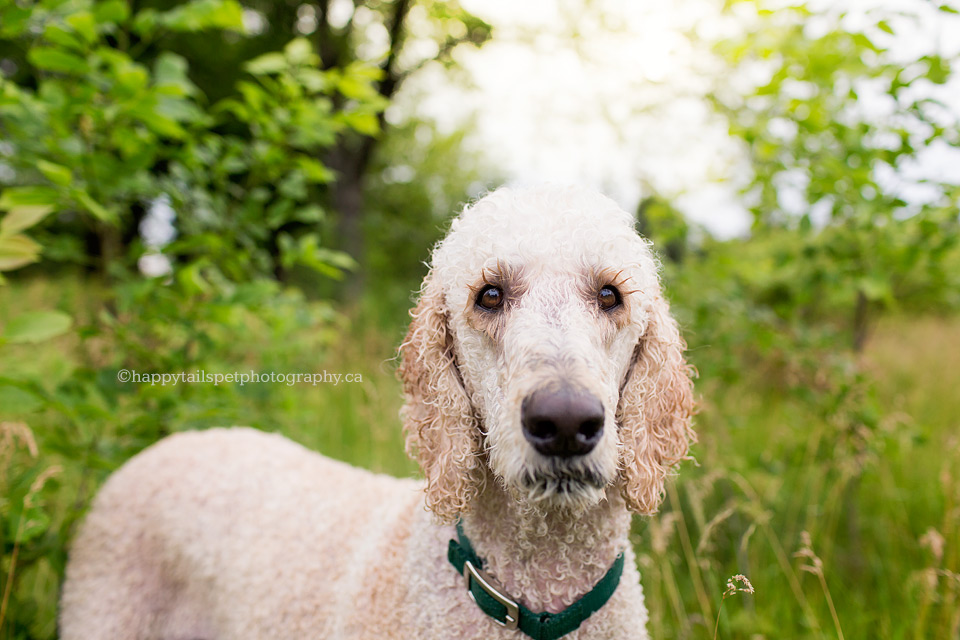 Hamilton dog photography of wet poodle with big eyelashes.