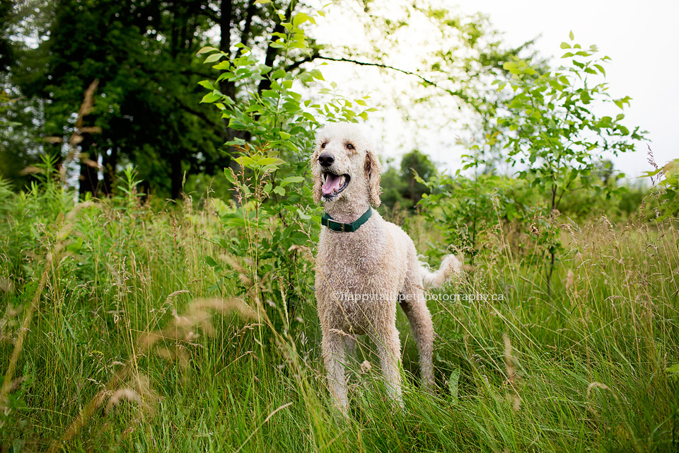 Outdoorprofessional pet photography in GTA.