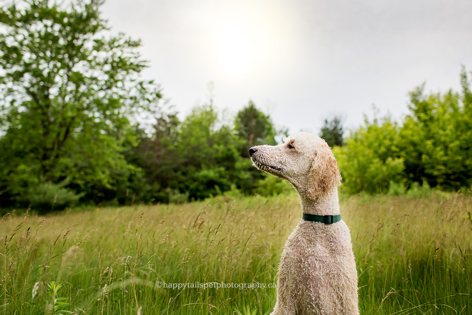 Serene poodle enjoys a quiet moment in pretty field at Hamilton park.