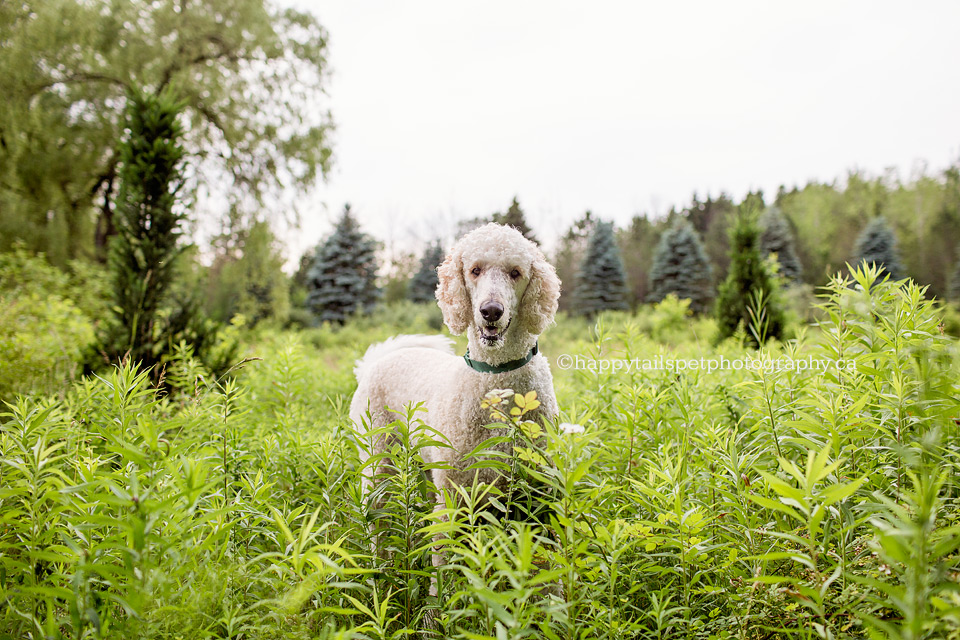 Christie Lake Conservation Area dog photography.