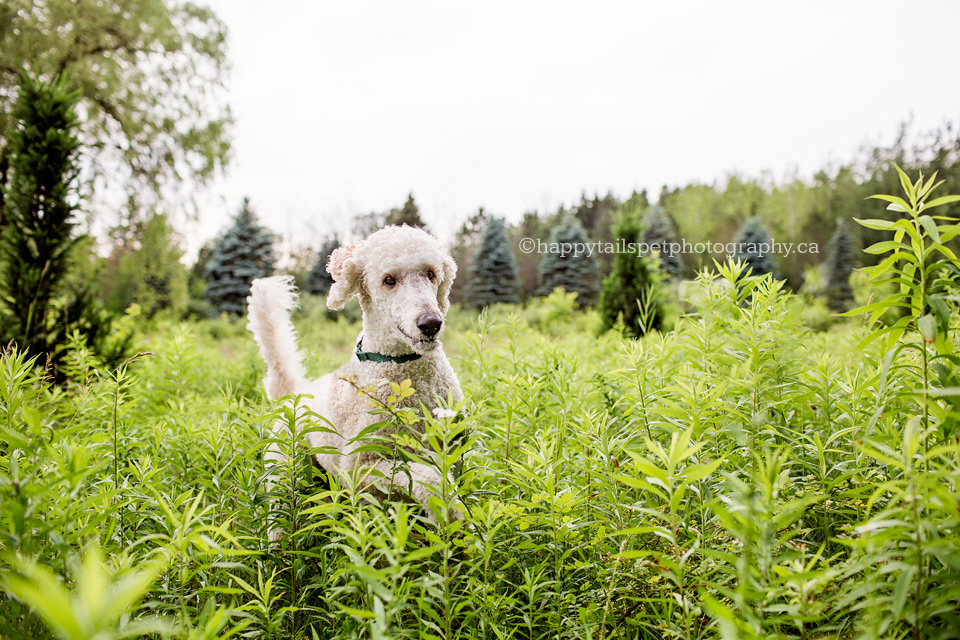 Happy standard poodle runs through tall grass at Hamilton, Ontario conservation area.