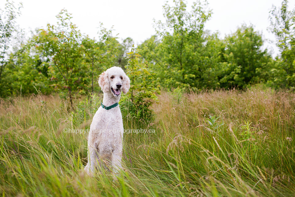 Summer dog portrait by Ontario pet photographer.