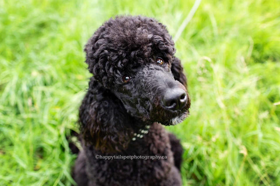Black poodle dog with big hair with sweet expression by GTA photographer.