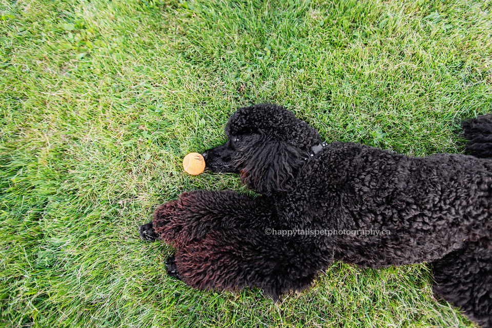 Artistic photograph of coiffed poodle reaching for ball by Happy Tails Pet Photography.