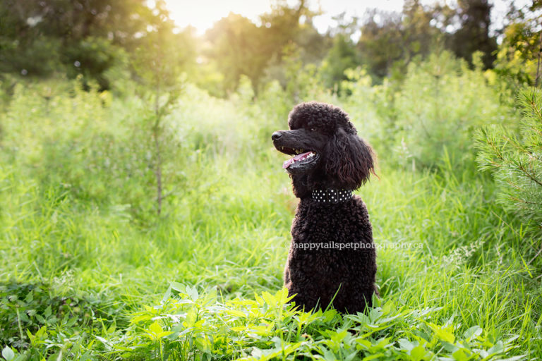 Lowville Park poodle photography.