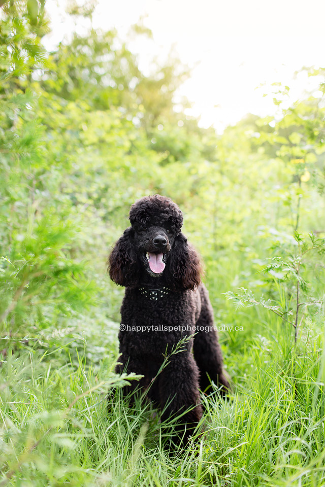Happy black standard poodle photo by Ontario professional dog photographer.