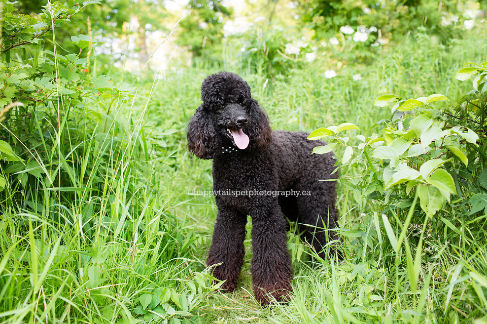 Black dog in tall grass and foliage in natural setting outdoors at Lowville Park in Burlington.