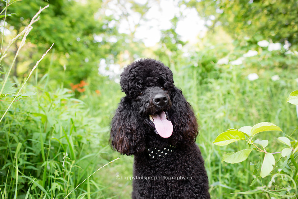 Poodle dog portrait at Lowville Park, Burlington, by Ontario pet photographer.