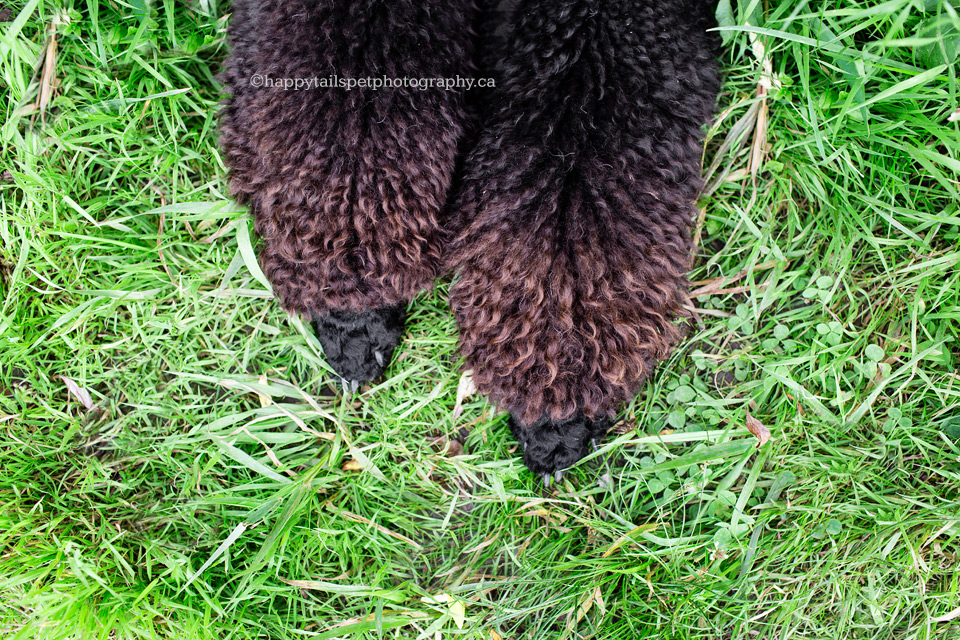 Poodle paws with curly fur.