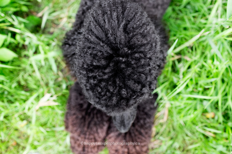 Overhead view of poodle with crimped, poofy hair in Lowville, Ontario.