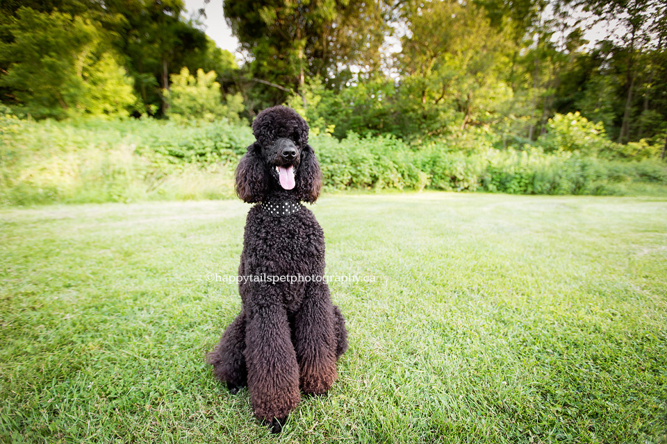 Tall and elegant black dog at Burlington Park by best Ontario pet photographer.