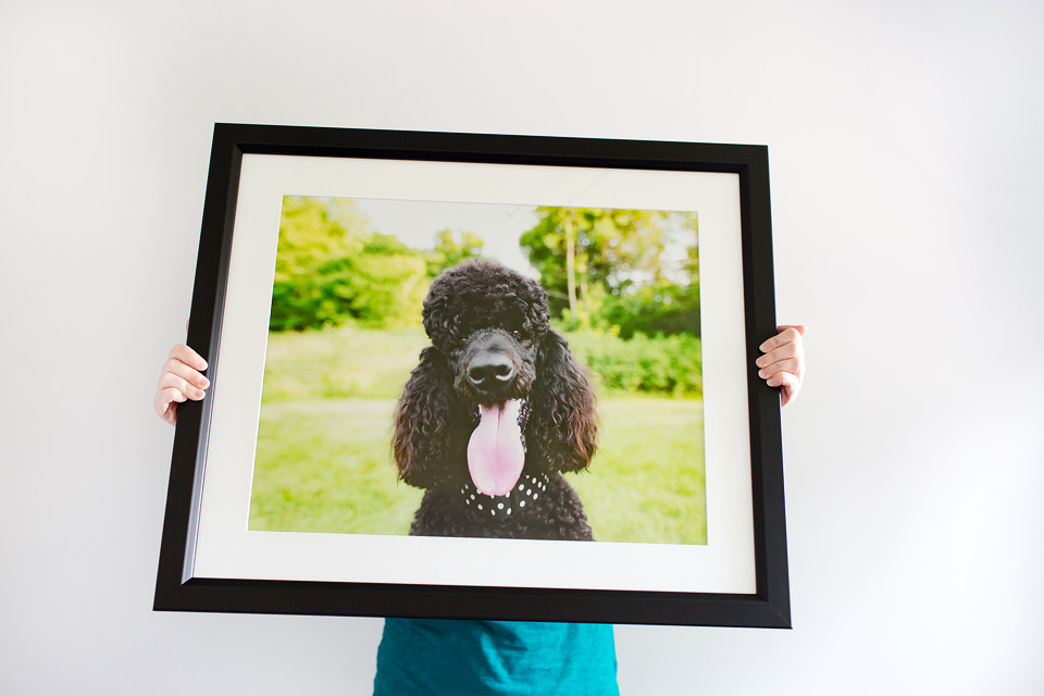 Framed and printed photos by Happy Tails Pet Photography