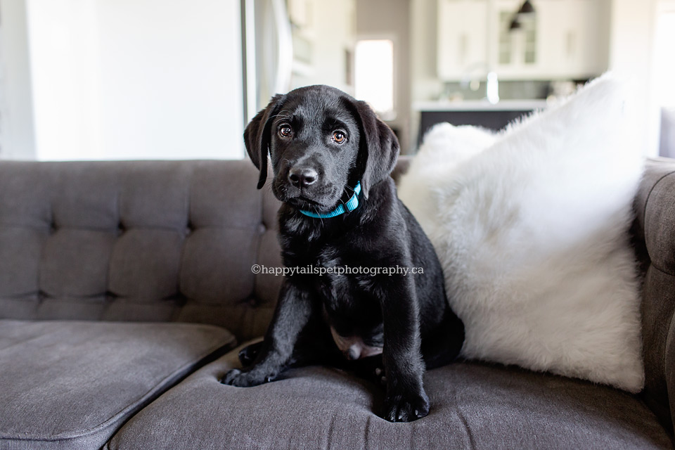 Black labrador retriever puppy dog sits on couch in new Ontario home.