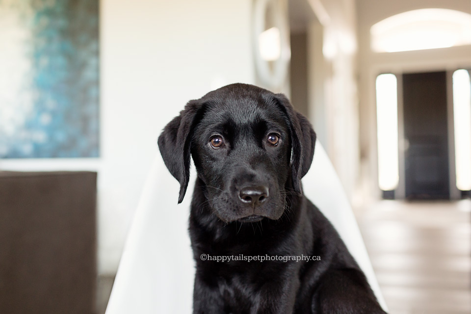 Black lab dog photography session in beautiful home with neutral colours.