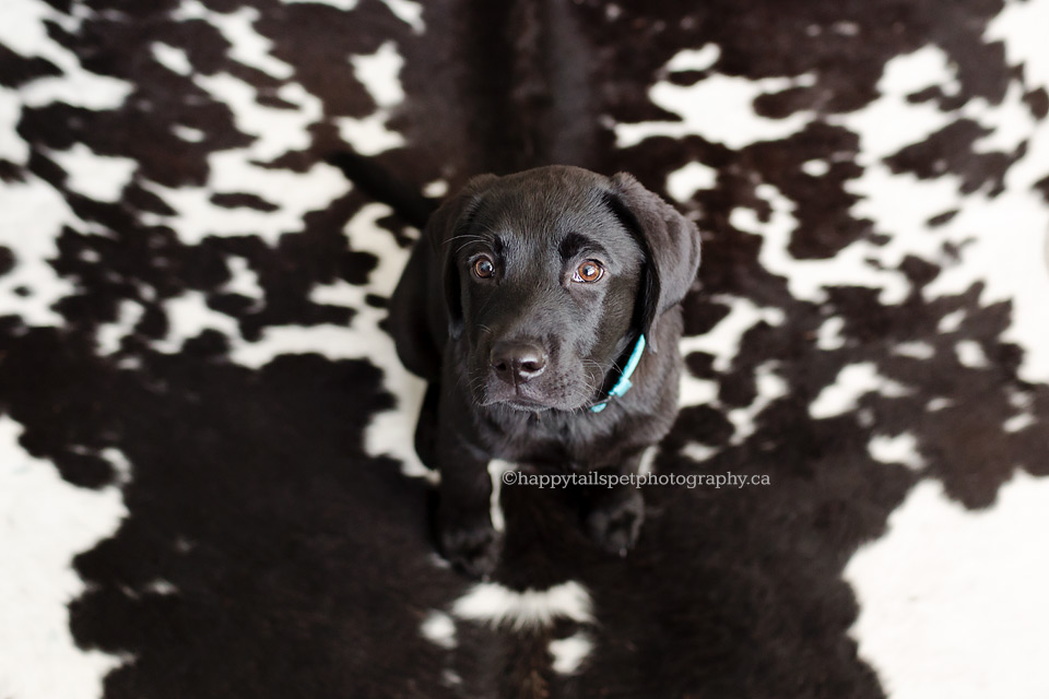 Black lab puppy sits on matching cowhide rug.