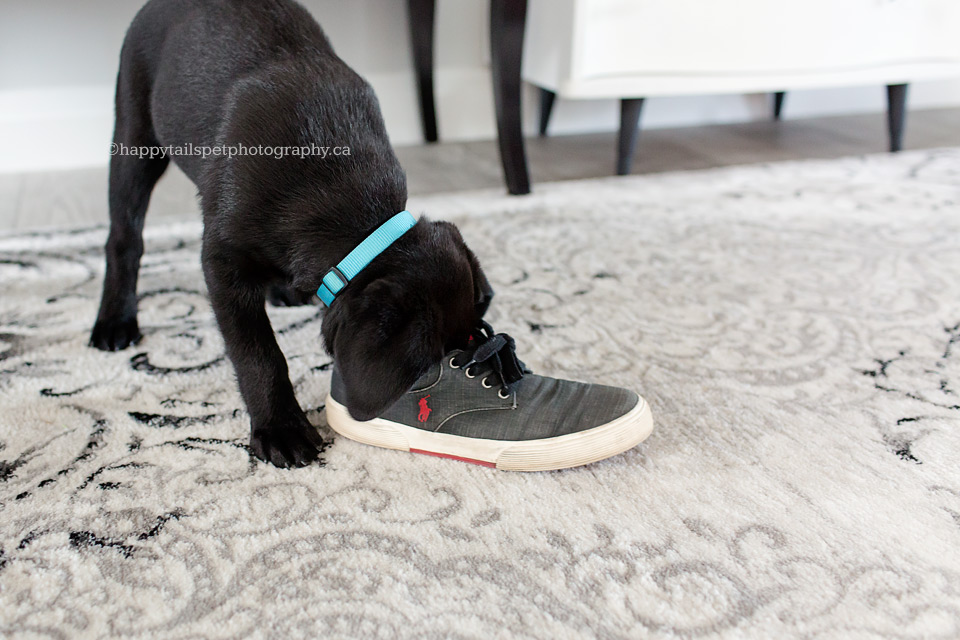 Labrador puppy plays with owner's shoe during dog photography session in Ontario.