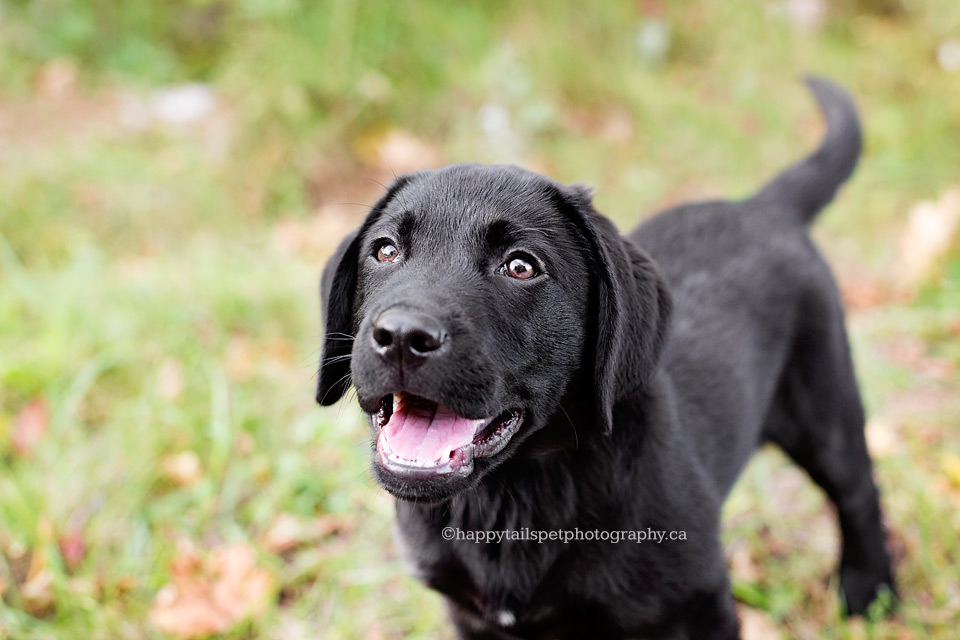 Happy puppy outside new home in Kitchener, Ontario.