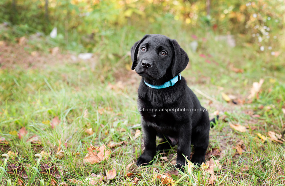 Black lab puppy poses for photo at outdoor dog photography session.