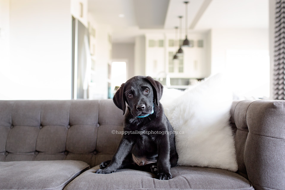 Indoor Kitchener dog photography of a new puppy.