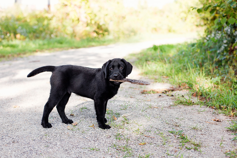 Black puppy plays with stick on outdoor trails in KW.