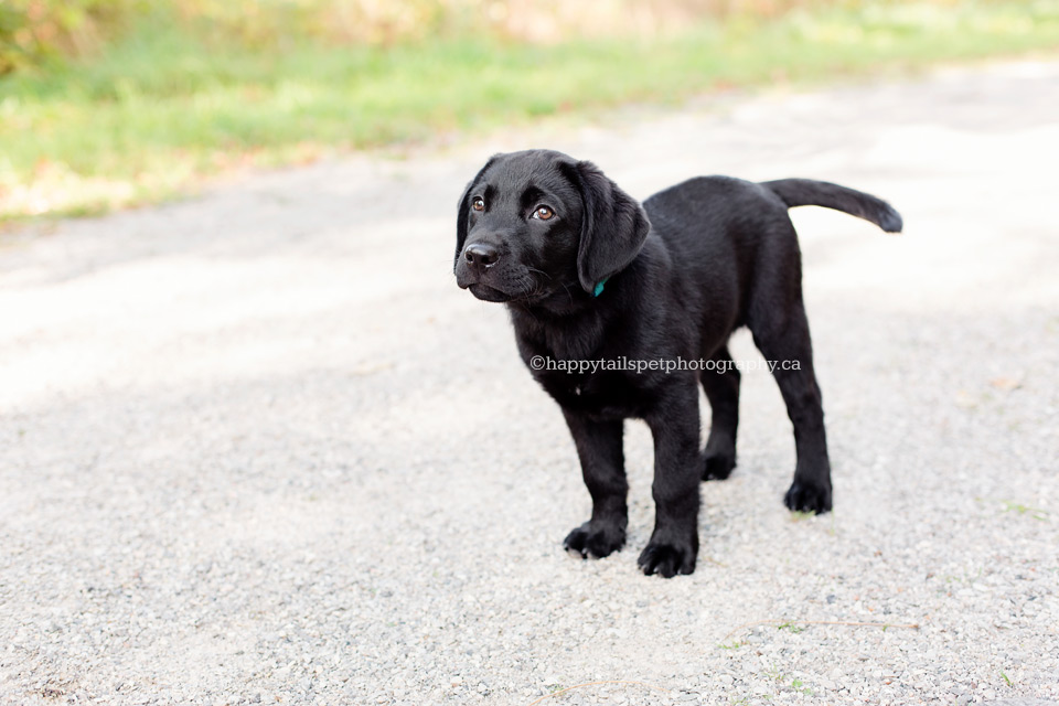 Puppy dog on Kitchener walking path.