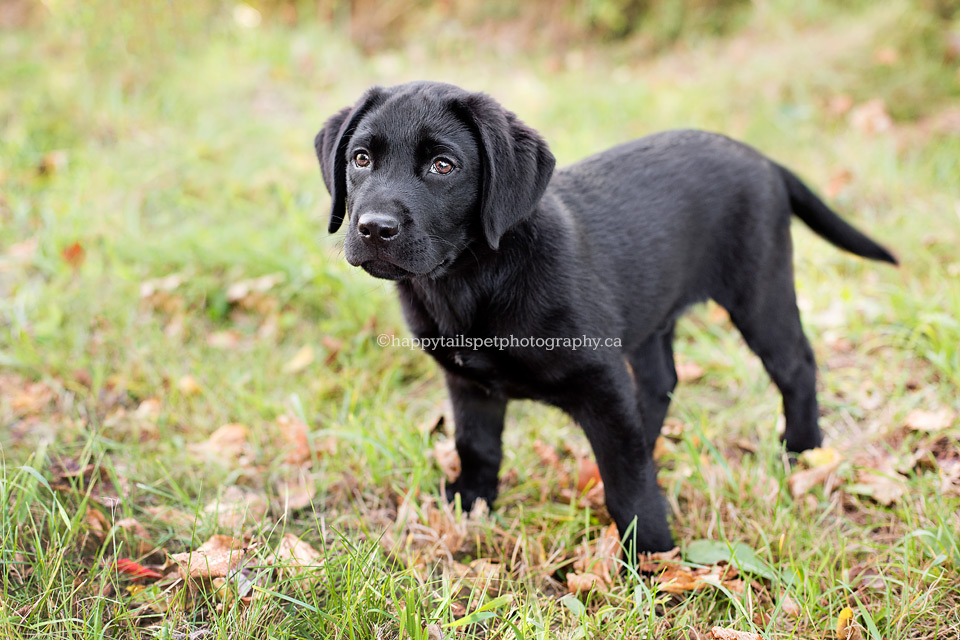 Puppy pauses during outdoor play.