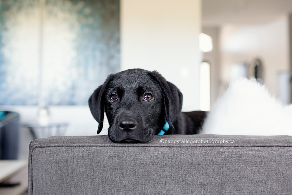 Black lab puppy on couch in Kitchener, Ontario home.