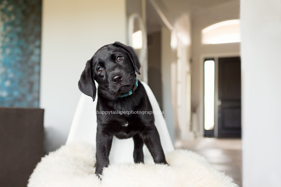 Labrador retriever puppy dog on chair in Kitchener-Waterloo designer home.