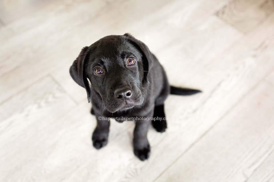 Cute puppy dog eyes during dog photography session in KW, Ontario.