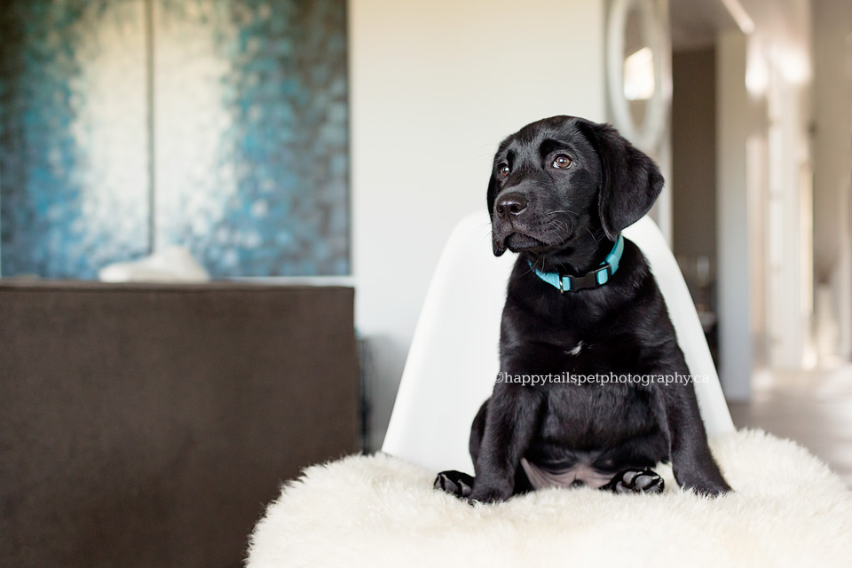 Puppy photos in Kitchener home.