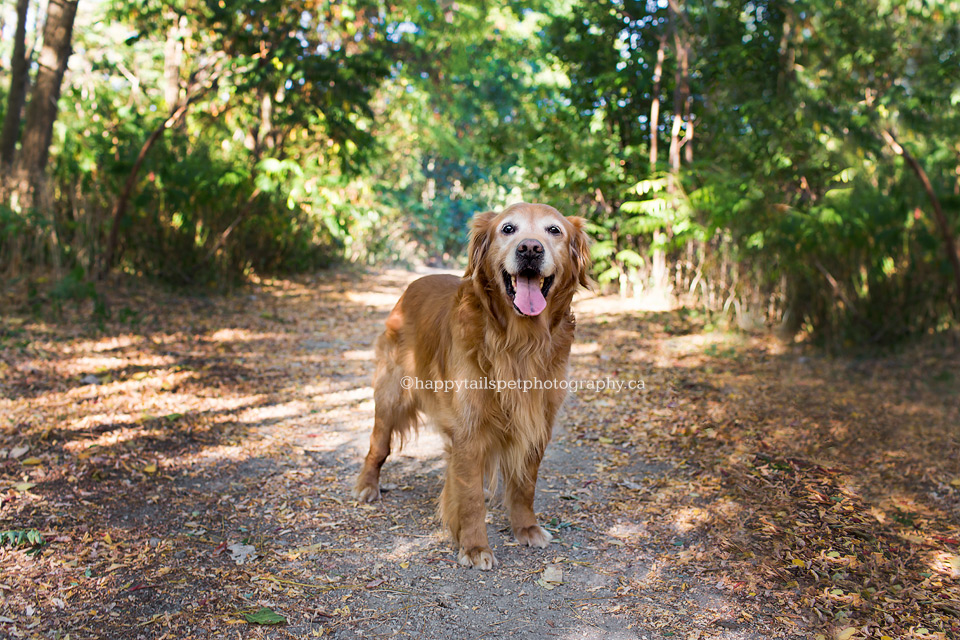 Photo of an old golden retriever on Halton trail by Happy Tails Pet Photography.