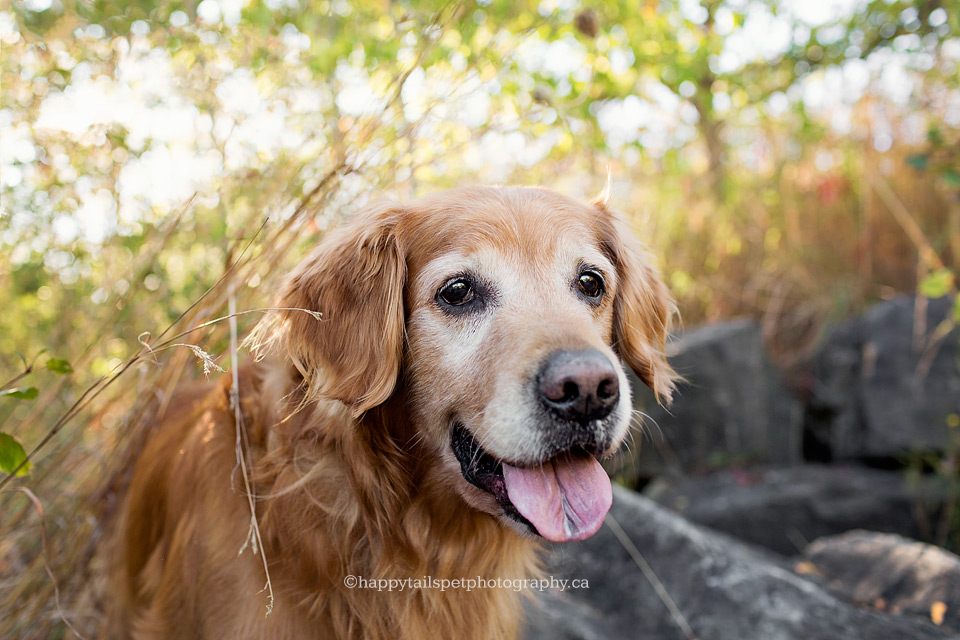 Kerncliff Park senior dog photography.