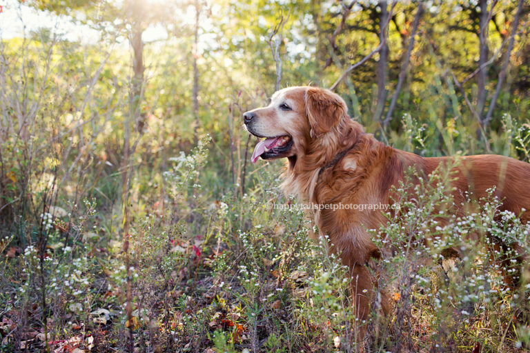 Pet photography in Burlington, Ontario.