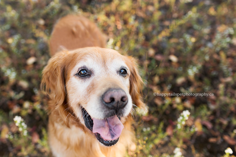 Senior golden retriever pet photo by Ontario dog photographer