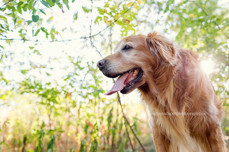 Burlington pet photo of golden retriever dog in Halton park.