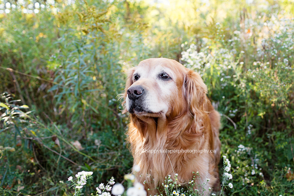 Golden retriever senior dog photo in GTA, Ontario.