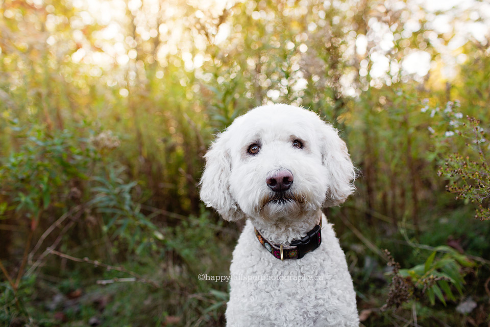 Goldendoodle dog with funny expression.