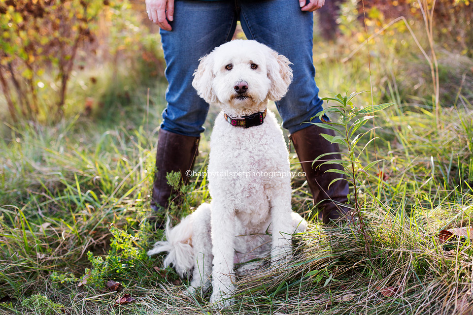 A dog sitting between her owner's legs during pet photography session at Kerncliff Park.