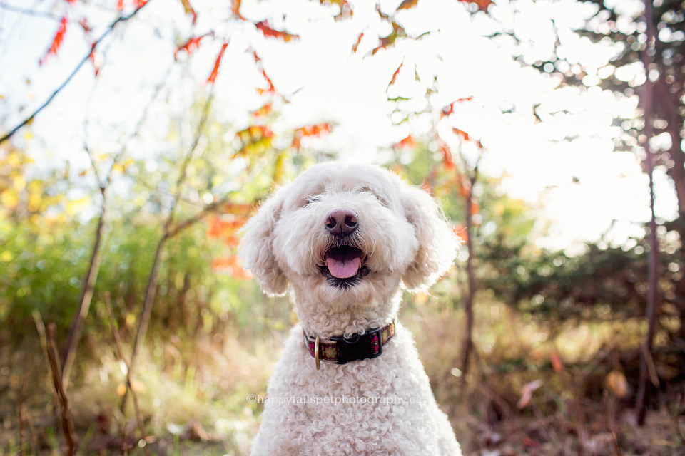 Cute, fluffy dog in the leaves in Toronto and GTA.