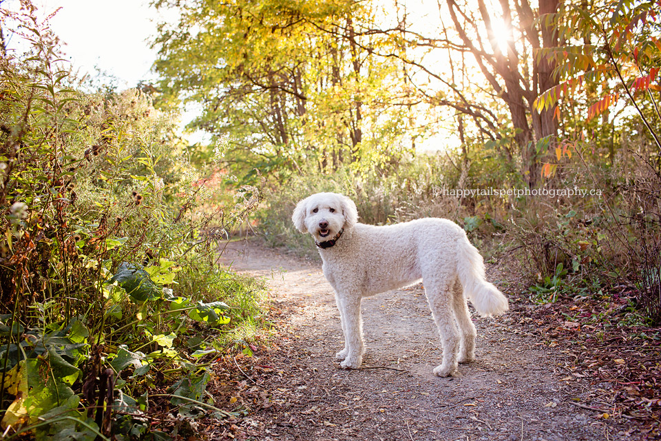 White dog walking on trail at Kerncliff Park, Burlington.