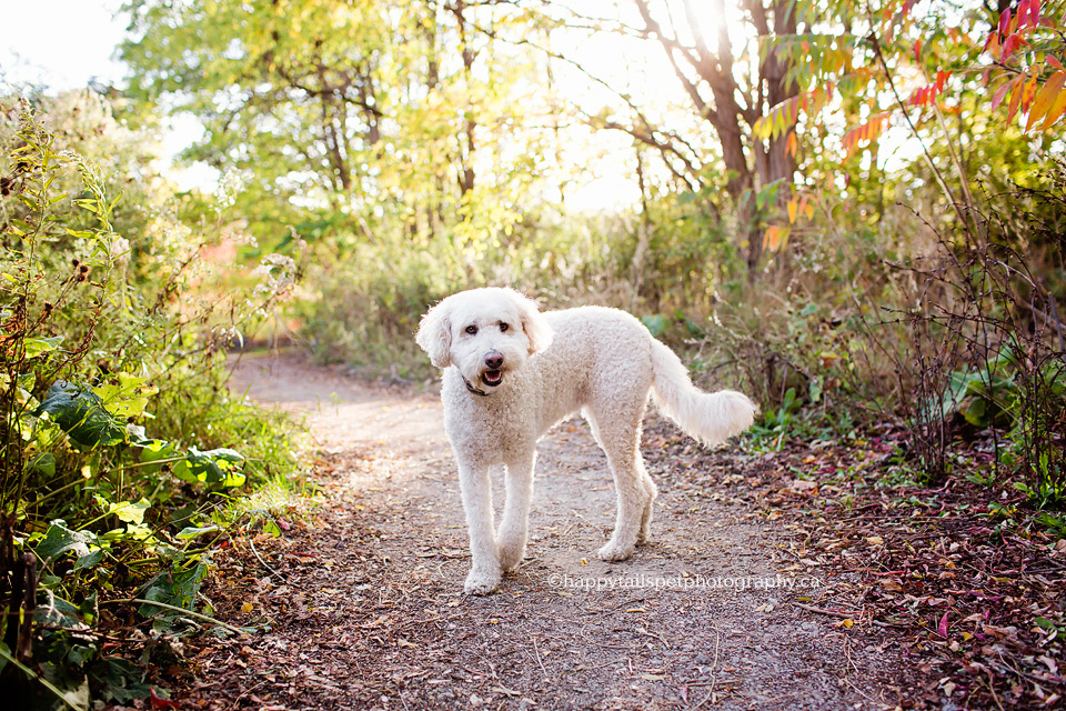 Dog photograph of goldendoodle on trail during fall in Ontario.