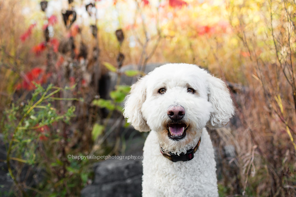 Happy Dog photo in fall colours by Happy Tails Pet Photography