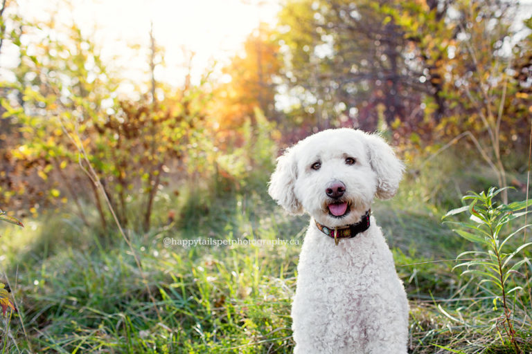 Milo | Best friends at Kerncliff Park