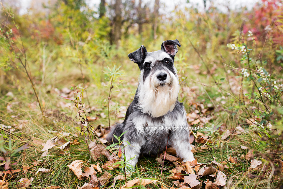 Dog photography by Toronto pet photograper