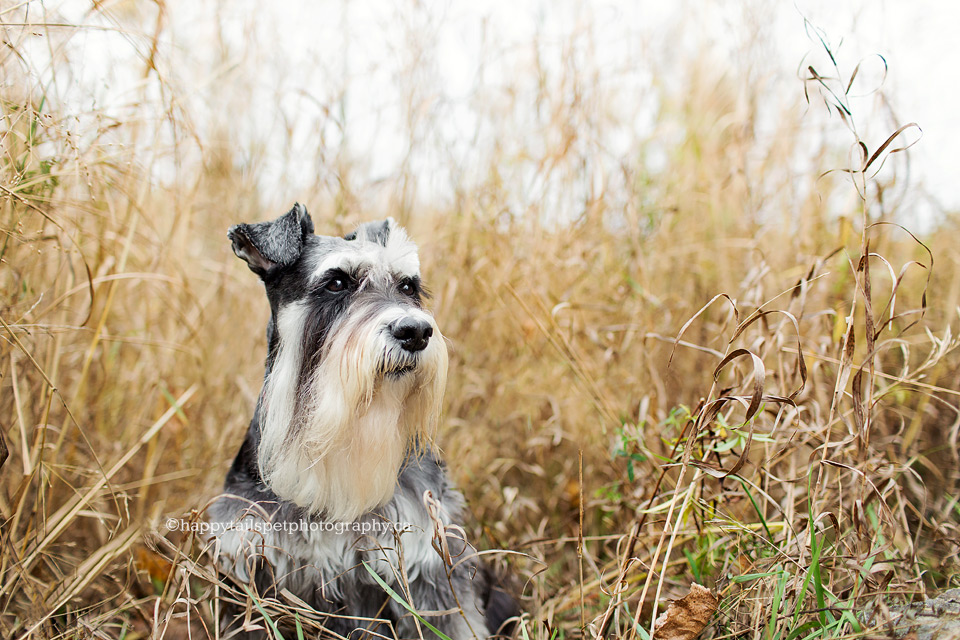 Schnauzer dog in tall grass by Toronto pet photographer.