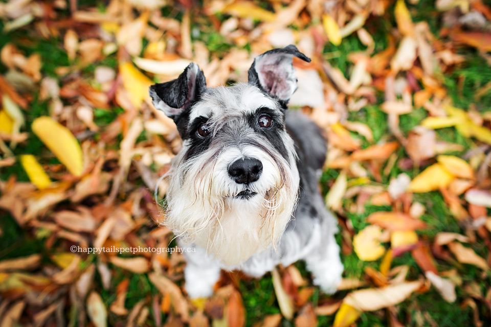 Cute dog in colorful fall leaves in GTA park, Toronto.