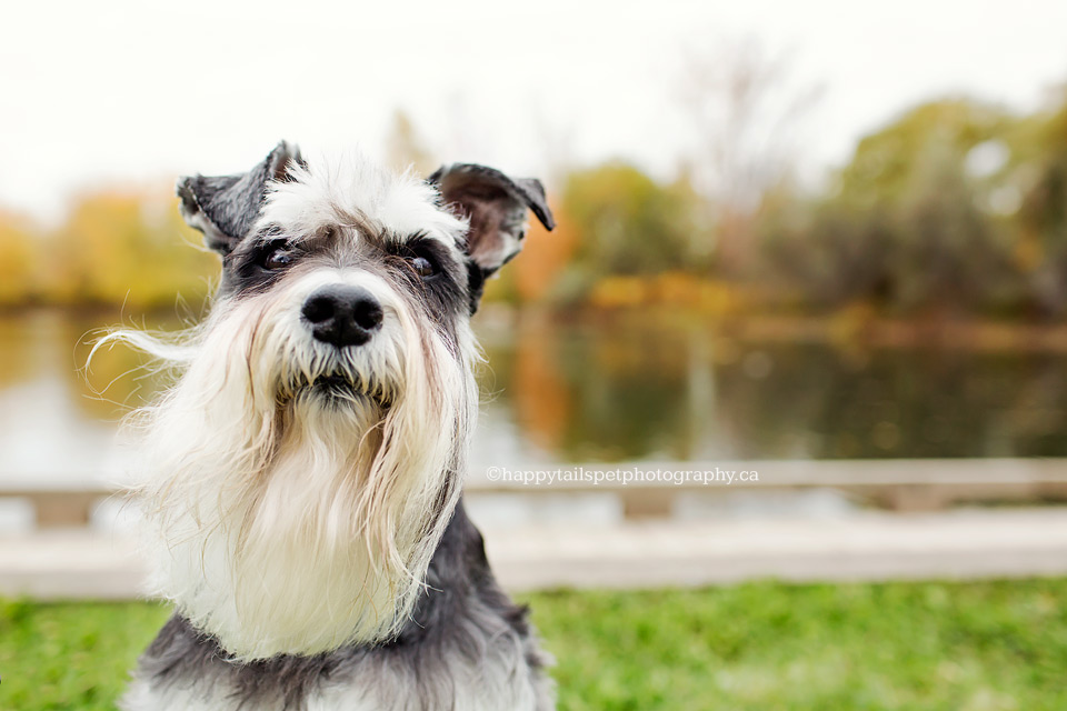 Schnauzer beard blowing in the wind.