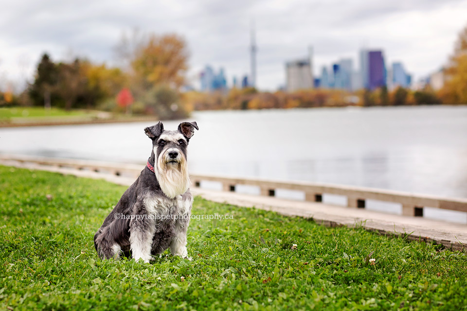 Dog and Toronto skyline at Ashbridges Bay by Happy Tails Pet Photography.