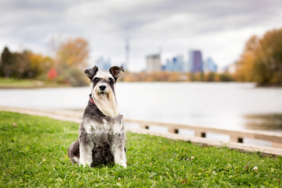 Dog portrait with CN Tower, Toronto dog photographer.